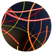coloured curved line IV