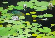 Water Lilies 8 (Four Frogs)