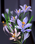 Krokus